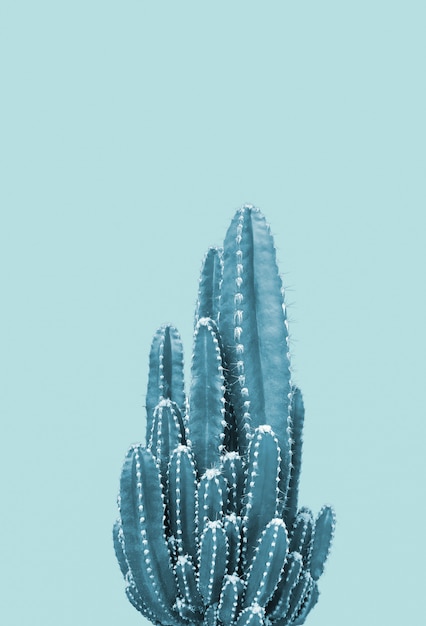 Cactus sobre fondo azul