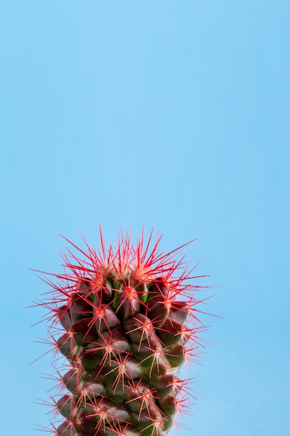 Cactus sobre un fondo de color brillante