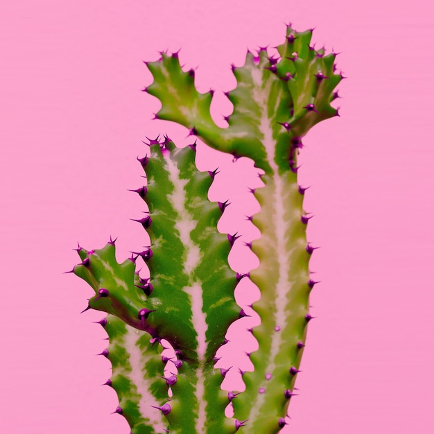 Cactus sobre fondo rosa. Plantas en concepto de moda rosa