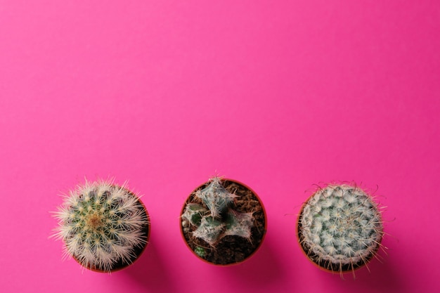 Cactus sobre fondo rosa, vista superior y espacio para texto