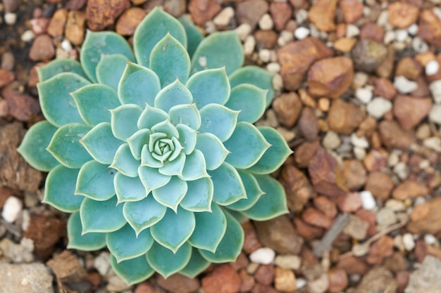 Cactus y suculenta Echeveria