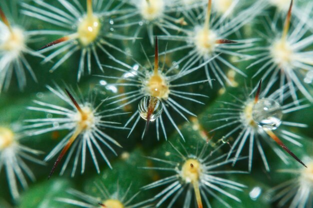 Cactus suculentas para decoração