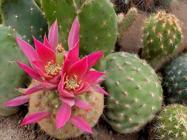 el cactus suculento AI_Generated