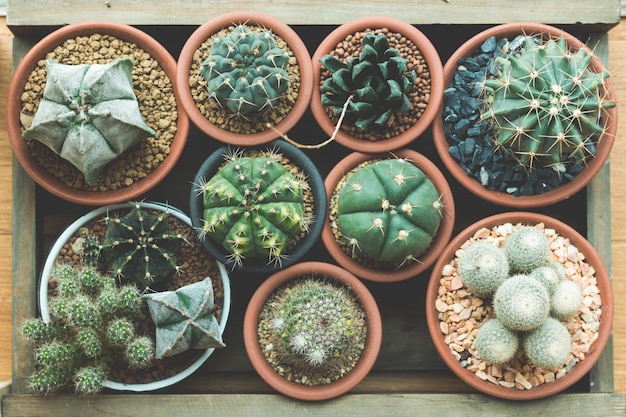 Cactus suculento en caja de madera