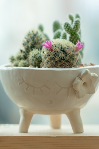 Cactus suculento em uma panela de cerâmica