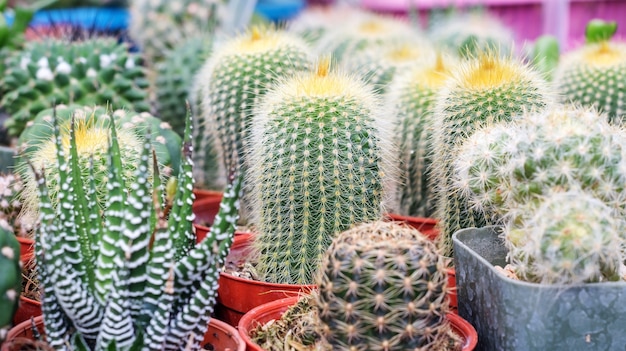 Cactus suculento en un jardín.