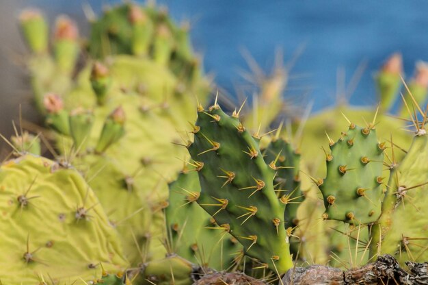 Cactus suculento verde salvaje de pera pricly