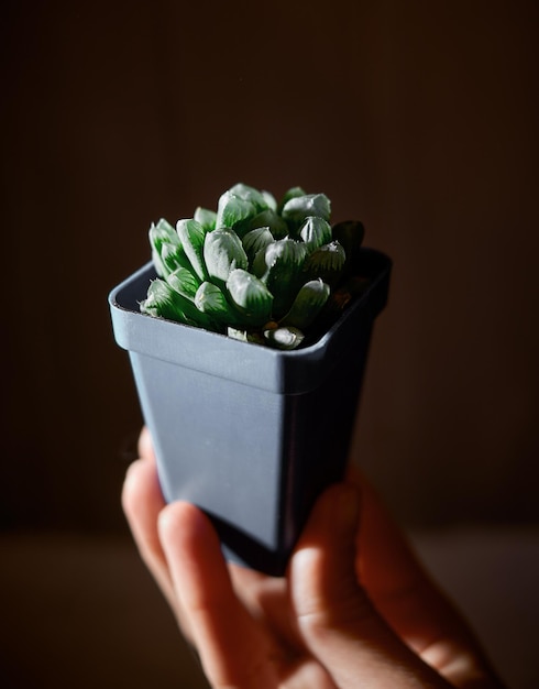 Los cactus suculentos Haworthia Cooperi en una olla brillan bajo una luz dura sosteniendo la mano