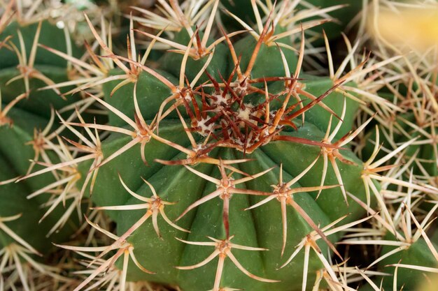 Cactus suculentos verdes de crecimiento tropical