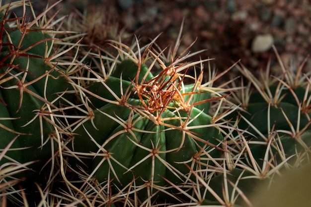 Cactus suculentos verdes de crecimiento tropical