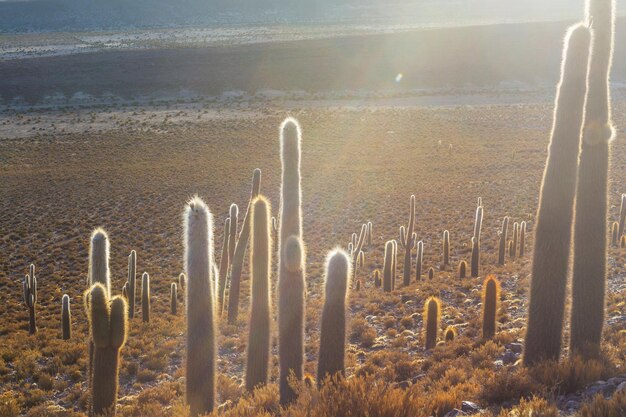 Cactus y sus derivados