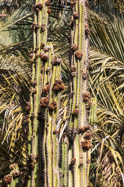 Cactus y sus derivados