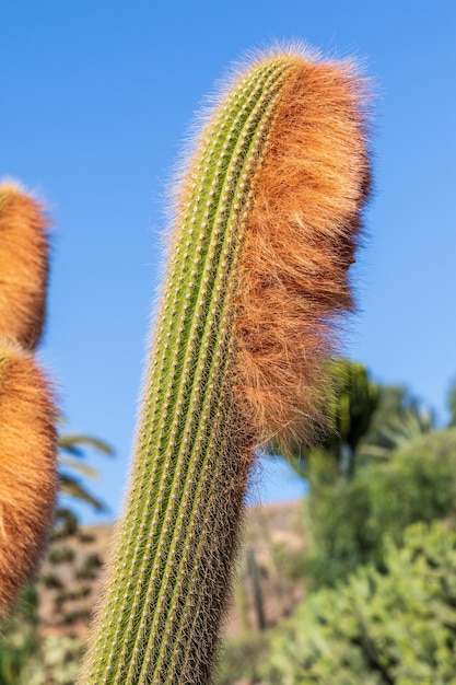 Cactus y sus derivados