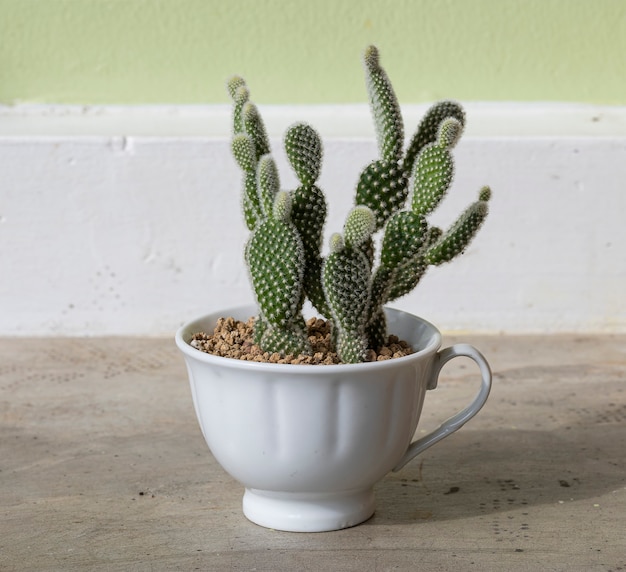Cactus en una taza de café de cerámica blanca sobre fondo de mesa de cemento.