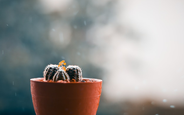 Cactus en la terraza con desenfoque día lluvioso