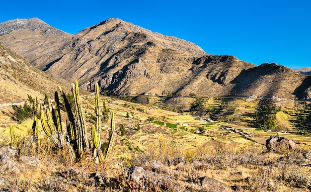 Cactus y terrazas en Huambo cerca del Cañón del Colca en la región de Arequipa en Perú