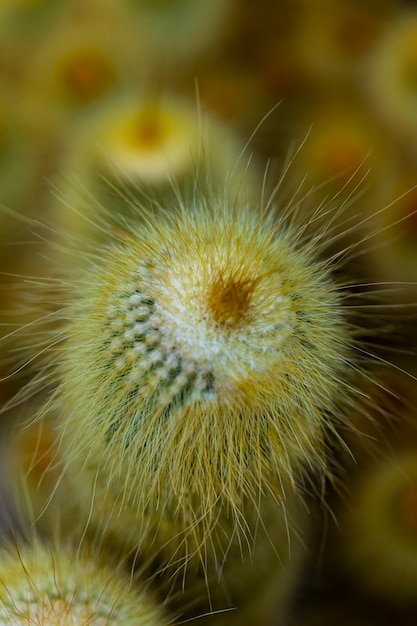 Cactus de la torre amarilla