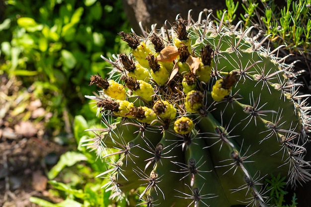 Cactus Valley Cactus park Plantas espinosas verdes