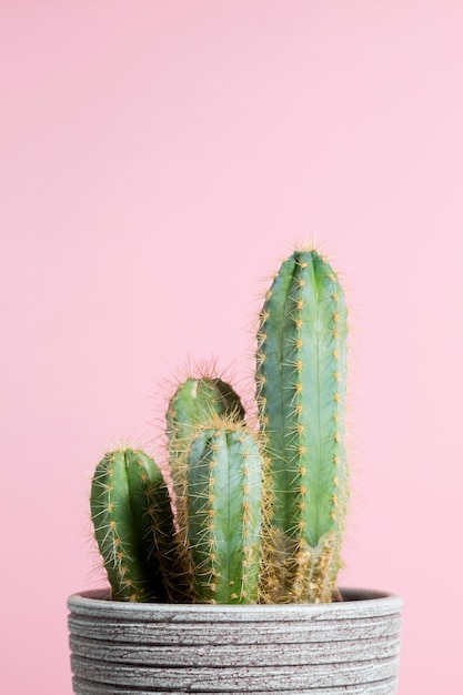 Cactus verde en cazuela de barro gris sobre fondo rosa Bodegón creativo mínimo