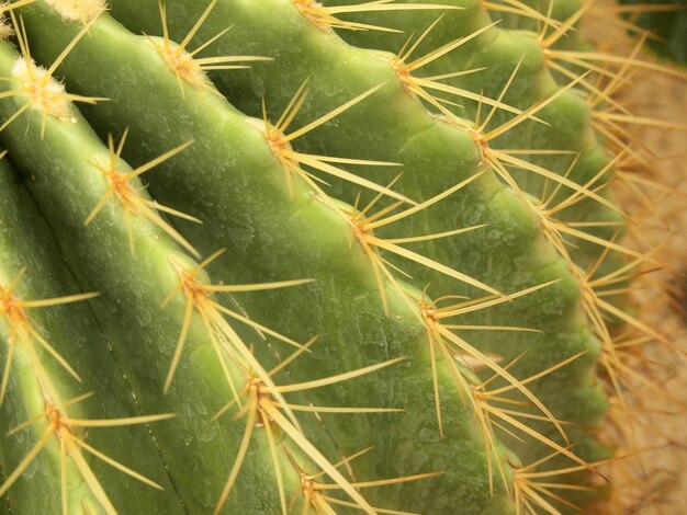 Cactus verde de cerca