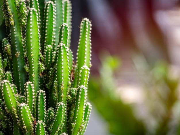 Cactus verde creciendo con sol