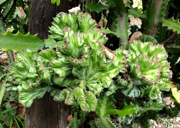 Cactus verde Cristata en el jardín