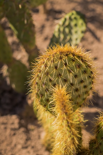 cactus verde en el desierto