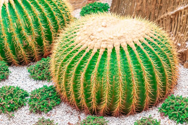 Cactus verde con espina roja en jardín de rocas