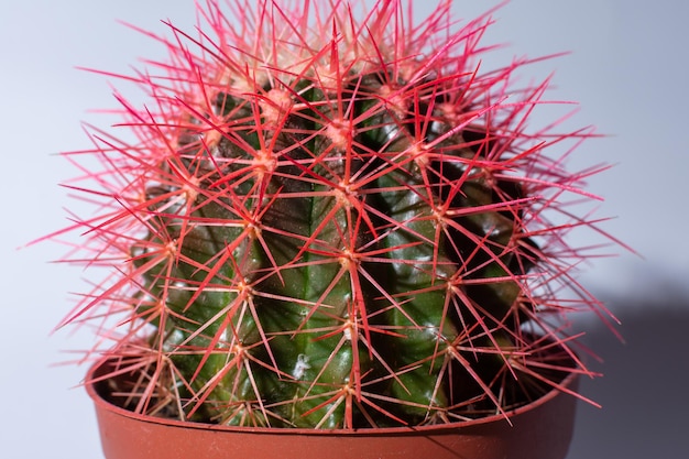 Cactus verde con espinas rosas en una olla marrón