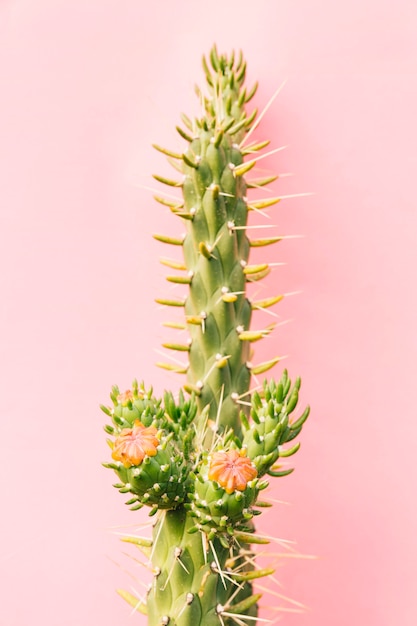 Foto cactus verde con flores rojas