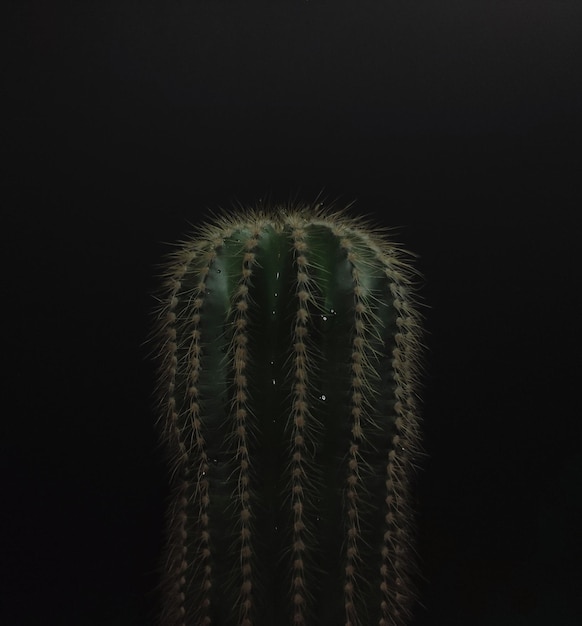 Cactus verde con gotas de agua sobre fondo negro