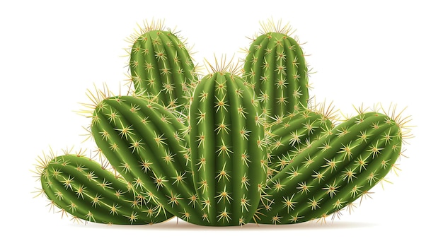 Foto cactus verde con largas espinas afiladas ilustración vectorial realista aislada sobre un fondo blanco