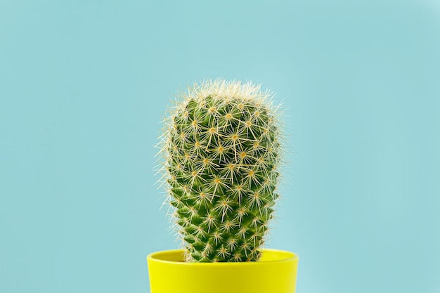 Foto cactus verde en maceta amarilla sobre azul