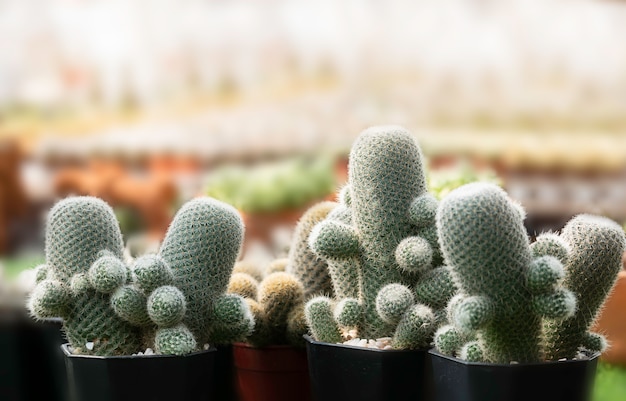 Foto cactus verde en maceta pequeña para decorar en casa.