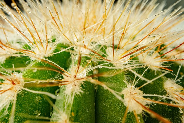 Cactus verde macro con espinas afiladas