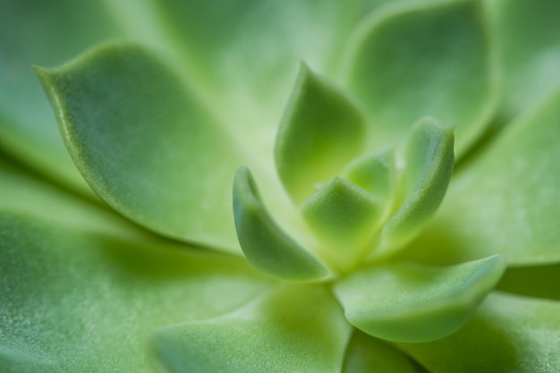 Cactus verde macro