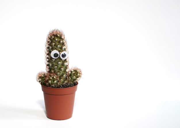 Cactus verde con ojos pegados en una olla marrón aislado sobre un fondo blanco.