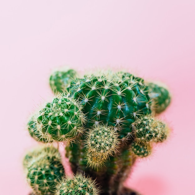 Cactus verde en la pared de color rosa. Planta de decoración mínima con espacio de copia.