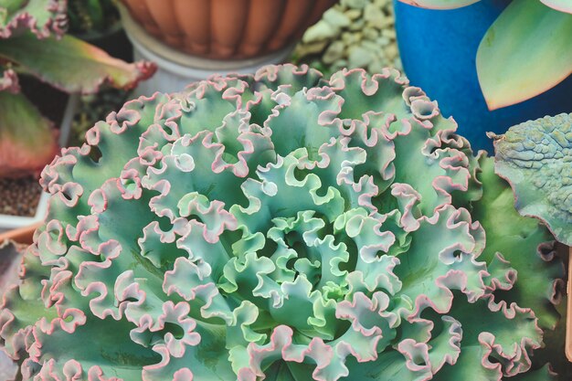 Cactus verde que florece en una maceta