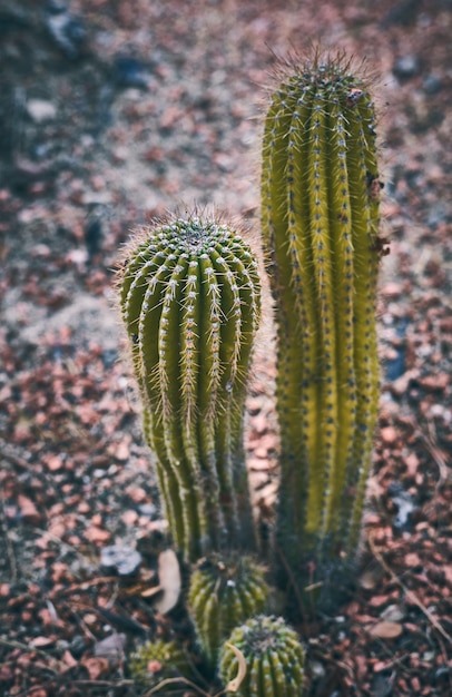 Cactus verde sobre un fondo de rocas rojas en la naturaleza