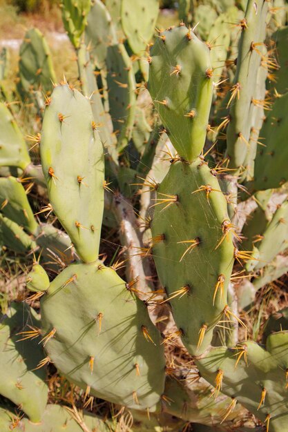 Foto cactus verdes con grandes espinas naranjas