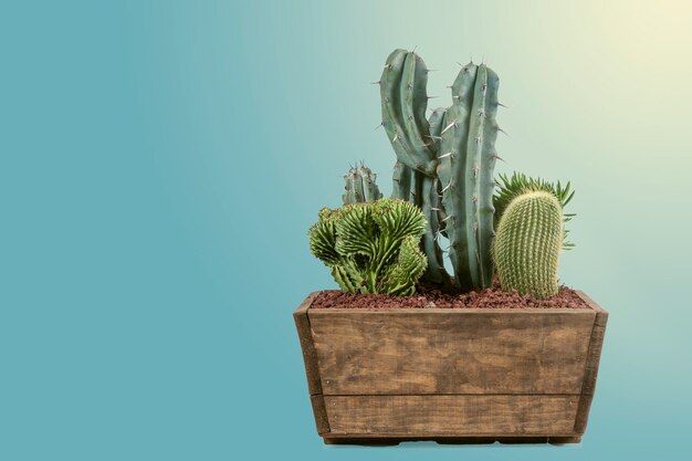 Cactus verdes en una maceta interior decorativa con un fondo azul pastel mate Imagen creativa