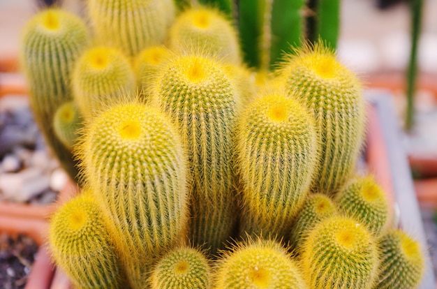 Cactus verdes. Muchos cactus en una olla en el suelo.