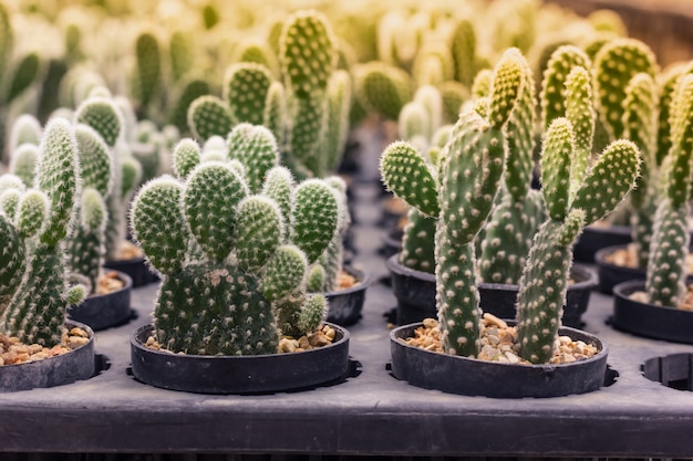 Cactus en el vivero luz de la mañana