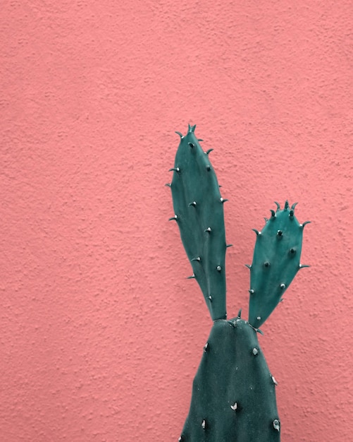 Cactus vívido como un conejo lindo en el fondo de la pared de yeso rosa pastel planta tropical natural