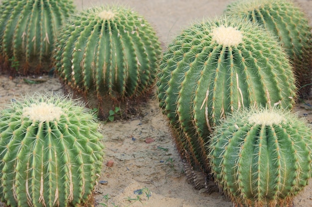 cactus