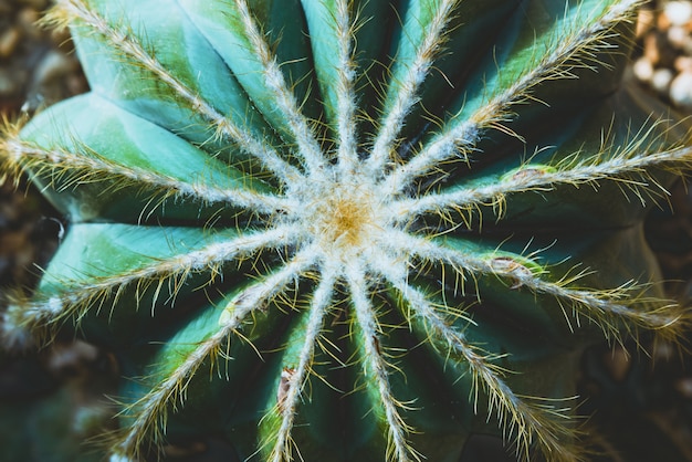 Cactus