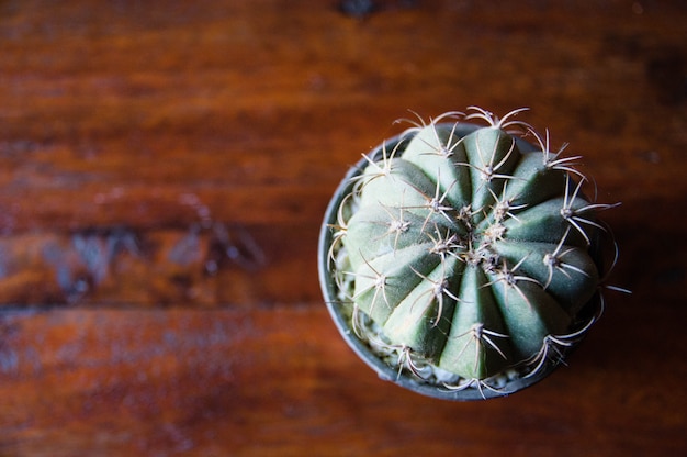 Foto cactus