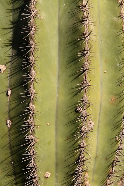 Cactus