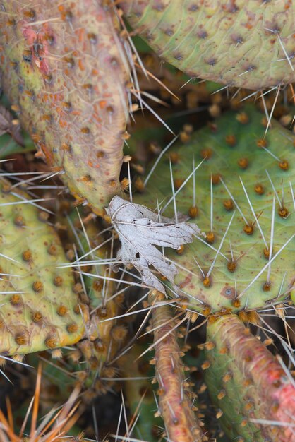 Foto cactus